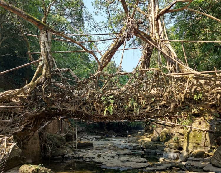 Double Decker Living Root Bridge