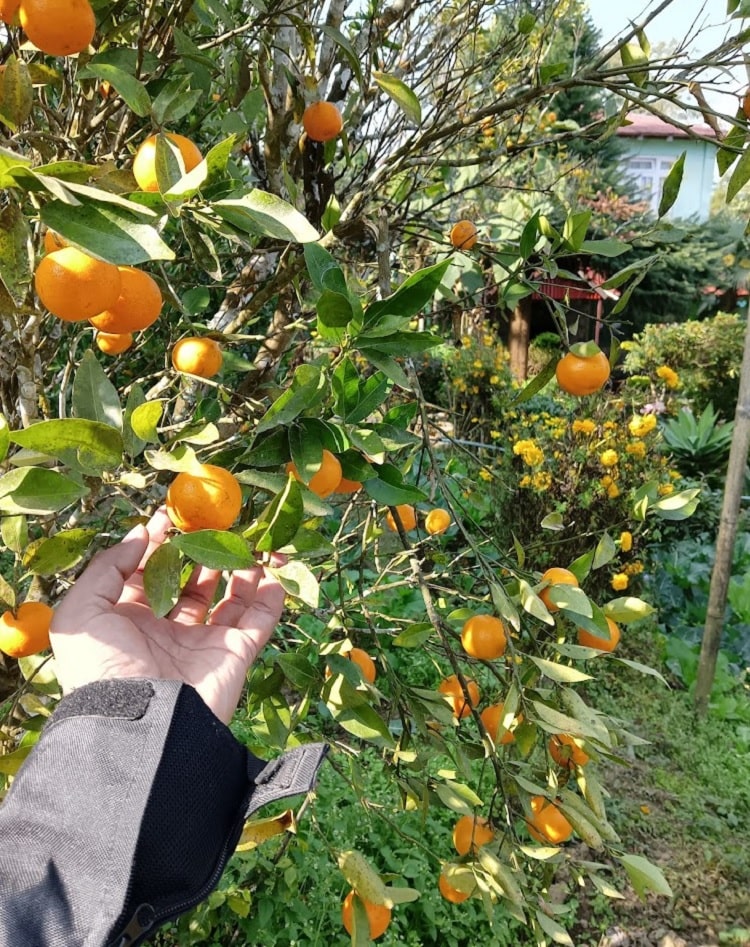 Orange Orchards In Mirik a best place to visit in mirik