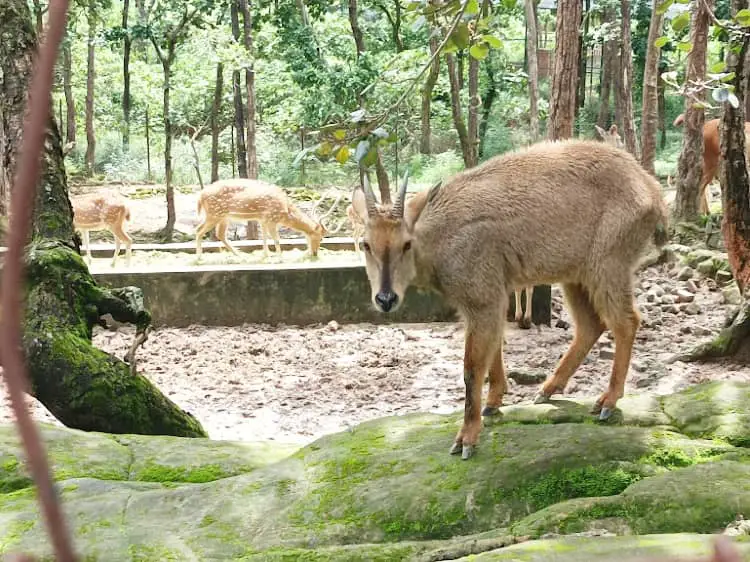 Malsi Deer Park in Dehradun