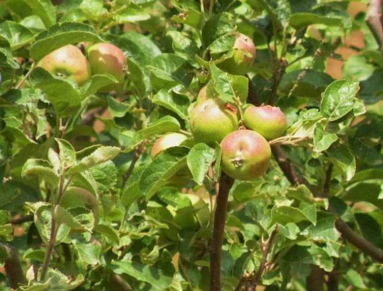 Chaubatia Apple Garden