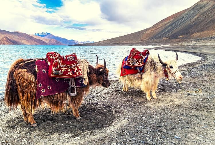 Safari a best adventure activity in Leh Ladakh