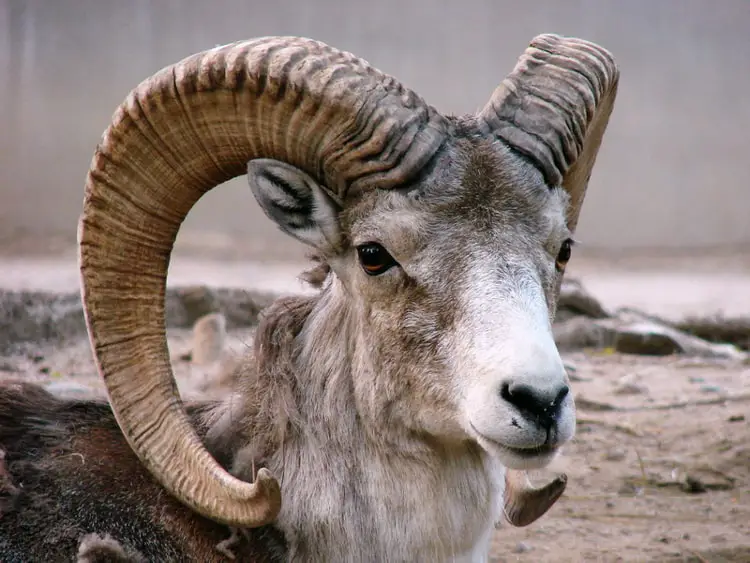 Asiatic ibex in Ladakh