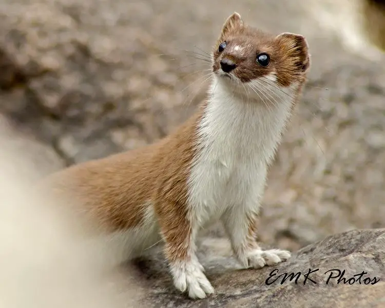 Mountain Weasel in Ladakh