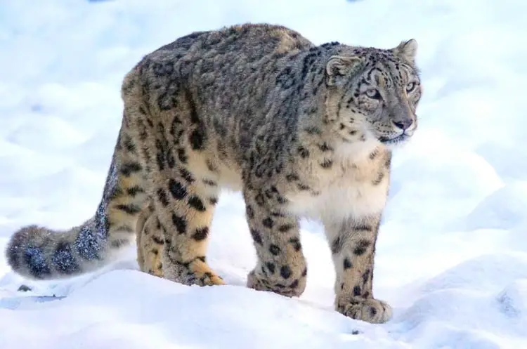 Snow Leopard in Ladakh