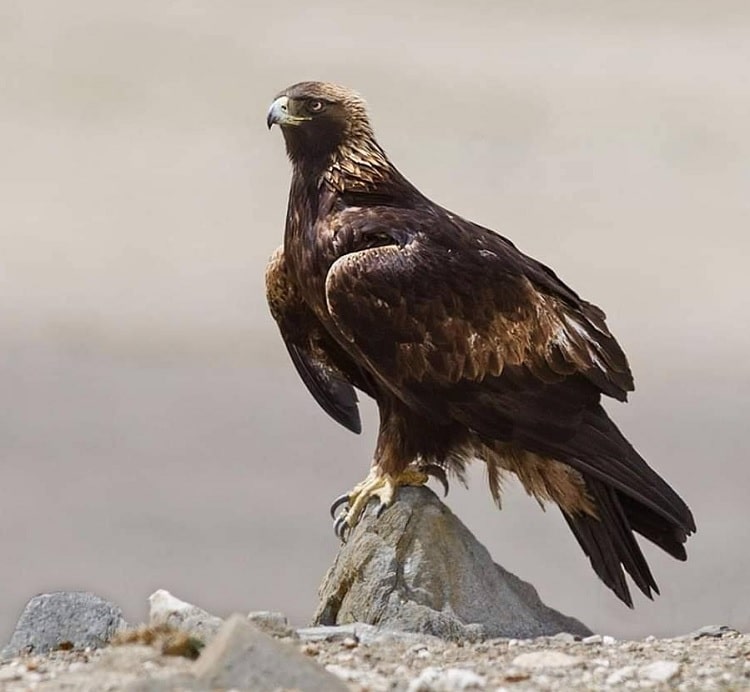 Golden Eagle in Ladakh