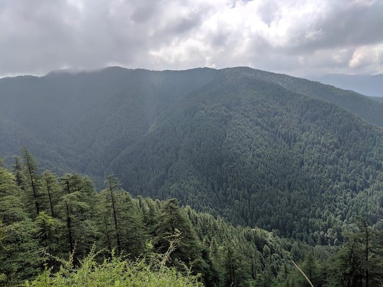Stroll through dense oak & cedar forest in Shimla
