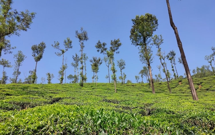 Tea estate a best things to do in Chikmagalur