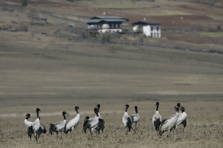 see cranes in Phobjikha Valley a best things to do in Bhutan