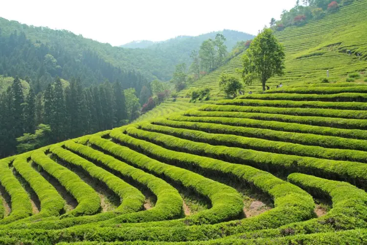 Explore Tea estate a best things to do in Darjeeling
