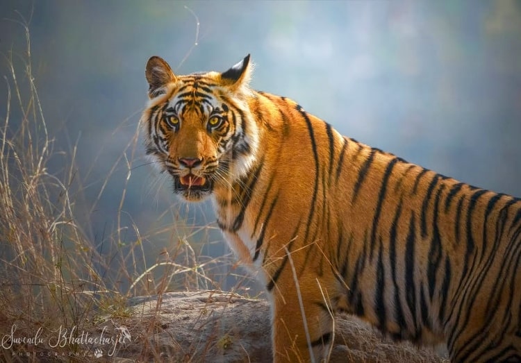 Bandhavgarh National Park a best place to explore during monsoon in Madhya Pradesh