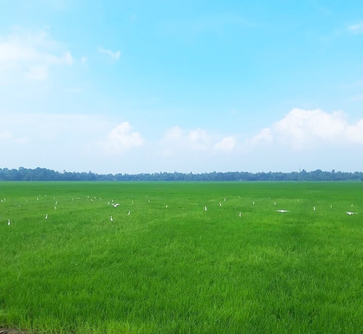 Kuttanad paddy fields