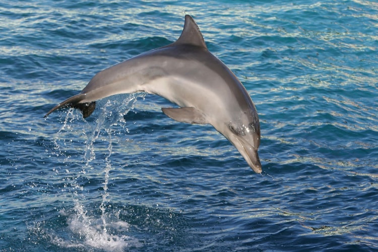 Dolphin watching a best things to do in Puri
