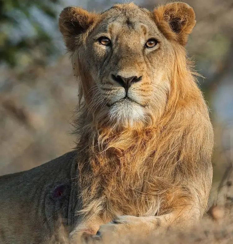 Gir National Park a best place to visit in Gujarat in September