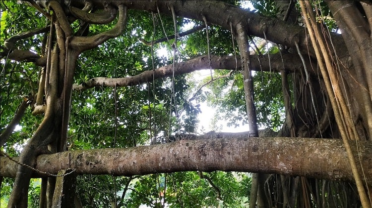 The Banyan Tree of Puranigudam a best haunted place in Assam