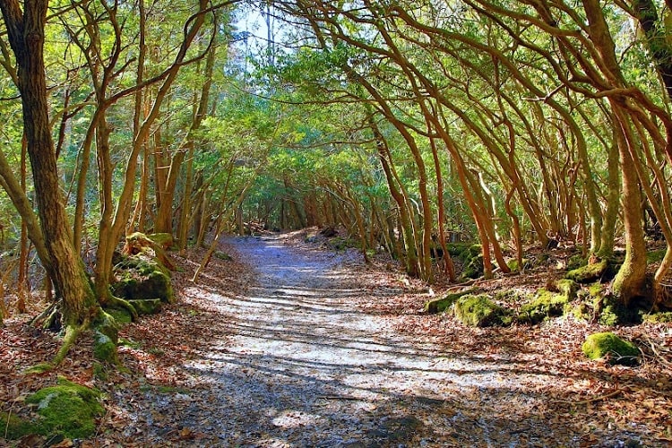 The Aokigahara Forest, Aokigahara, Japan a most haunted place in the world