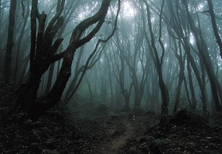The Hoia Baciu Forest, Cluj-Napoca, Romania a most haunted place in the world